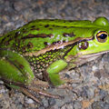 草蛙 2