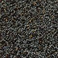 Anzac Day  製作食物調味料的黑罌粟籽