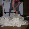 採收羊毛