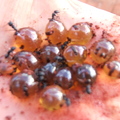 HoneyPot Ants 2