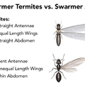 Termites 8