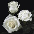 白玫瑰2