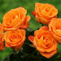 橙玫瑰2