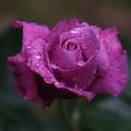 紫玫瑰 1