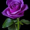 紫玫瑰 2