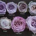 紫玫瑰 3