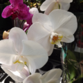 Orchids蘭花