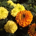 Marigolds 金盞花