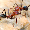 Meat Ant 2