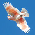 鸚鵡 4