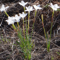 白色野花 ～White wildflowers