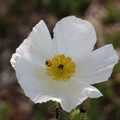 White Prickly Poppy (白刺罌粟花)