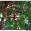 Chinese Bulbul 白頭翁