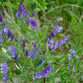 藍紫野花～Blue/Purple wildflowers