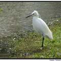 Egret 小白鷺