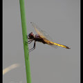 Dragonfly 蜻 蜓