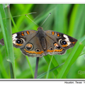 Common Buckeye Butterfly 鹿眼蝶