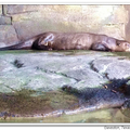 Giant River Otter 巨型水獺