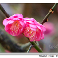 Japanese Apricot 宮粉梅