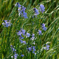 藍紫野花～Blue/Purple wildflowers