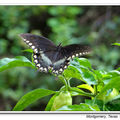 西美腊梅燕尾蝶（spicebush swallowtail butterfly）