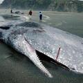 抹香鲸 抹香鲸是最大的鲸种。