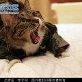 猫猫之書