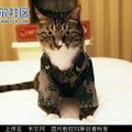 猫猫之書