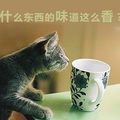 猫猫之書