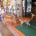 想進餐廳用餐的鹿