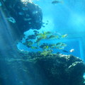 熱帶水族館2
