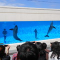 海豚表演show 4