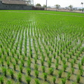 苑裡 有機水稻