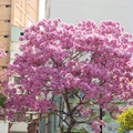 2015-01台中綠川西街紫紅花樹