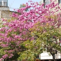 2015-01台中綠川西街紫紅花樹