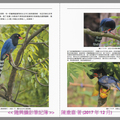 page222--臺灣藍鵲能不能分辨木瓜成熟與否？