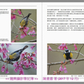 page236--如何分辨綠背山雀是公鳥或母鳥