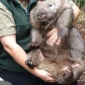 袋熊 A wombat holding by a zookeeper