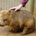 袋熊 wombat 02