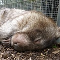 睡覺中的袋熊 wombat sleeping