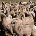 2004 Naches Bighorn sheep 大角羊