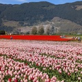 加拿大哈里森鬱金香節 Harrison Tulip Festival 2025