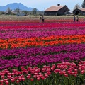 加拿大哈里森鬱金香節 Harrison Tulip Festival 2025