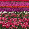 加拿大哈里森鬱金香節 Harrison Tulip Festival 2025