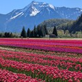加拿大哈里森鬱金香節 Harrison Tulip Festival 2025