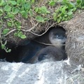 菲利普島的企鵝寶寶