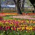 加拿大哈里森鬱金香節 Harrison Tulip Festival 2025