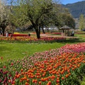 加拿大哈里森鬱金香節 Harrison Tulip Festival 2025