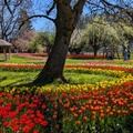 加拿大哈里森鬱金香節 Harrison Tulip Festival 2025