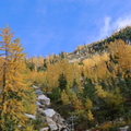 Subalpine larches along Cutthroat Pass Trail, October 04, 2023